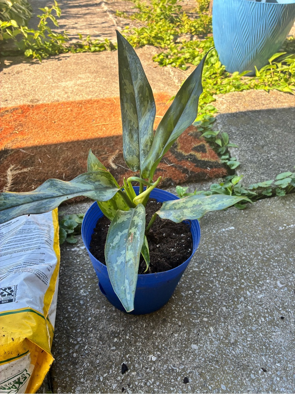 Aglaonema 'Maria Chinese Evergreen